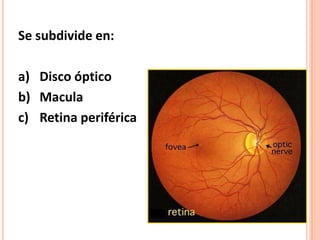 Se subdivide en:

a) Disco óptico
b) Macula
c) Retina periférica
 