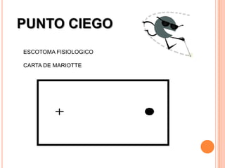 PUNTO CIEGO
ESCOTOMA FISIOLOGICO

CARTA DE MARIOTTE
 
