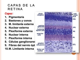 C A PA S D E L A
  RETINA
Capas:
1. Pigmentaria
2. Bastones y conos
3. M. limitante externa
4. Nuclear externa
5. Plexiforme externa
6. Nuclear interna
7. Plexiforme interna
8. Células ganglionares
9. Fibras del nervio óptico
10.M. Limitante interna
 