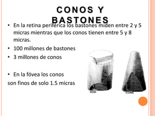 CONOS Y
•
                     B A S T O N E S entre 2 y 5
    En la retina periférica los bastones miden
  micras mientras que los conos tienen entre 5 y 8
  micras.
• 100 millones de bastones
• 3 millones de conos

• En la fóvea los conos
son finos de solo 1.5 micras
 