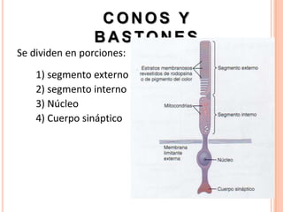 CONOS Y
                 BASTONES
Se dividen en porciones:
    1) segmento externo
    2) segmento interno
    3) Núcleo
    4) Cuerpo sináptico
 
