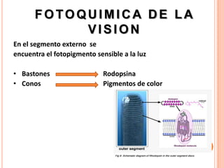 FOTOQUIMICA DE LA
           VISION
En el segmento externo se
encuentra el fotopigmento sensible a la luz

• Bastones                   Rodopsina
• Conos                      Pigmentos de color
 