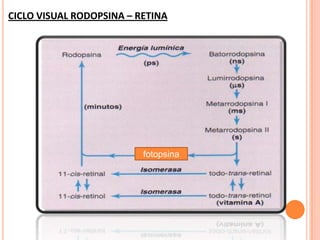 CICLO VISUAL RODOPSINA – RETINA




                          fotopsina
 