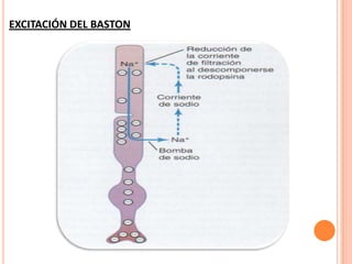 EXCITACIÓN DEL BASTON
 