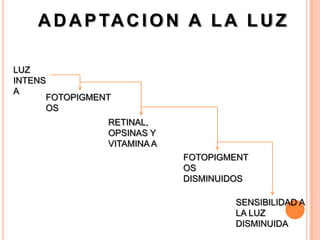 A D A P TA C I O N A L A L U Z

LUZ
INTENS
A
      FOTOPIGMENT
      OS
                RETINAL,
                OPSINAS Y
                VITAMINA A
                             FOTOPIGMENT
                             OS
                             DISMINUIDOS

                                     SENSIBILIDAD A
                                     LA LUZ
                                     DISMINUIDA
 