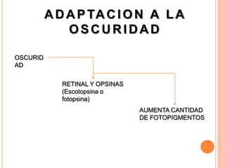 A D A P TA C I O N A L A
              OSCURIDAD

OSCURID
AD


             RETINAL Y OPSINAS
             (Escotopsina o
             fotopsina)
                                 AUMENTA CANTIDAD
                                 DE FOTOPIGMENTOS
 