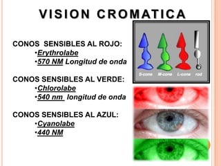 V I S I O N C R O M AT I C A

CONOS SENSIBLES AL ROJO:
    •Erythrolabe
    •570 NM Longitud de onda

CONOS SENSIBLES AL VERDE:
    •Chlorolabe
    •540 nm longitud de onda

CONOS SENSIBLES AL AZUL:
    •Cyanolabe
    •440 NM
 