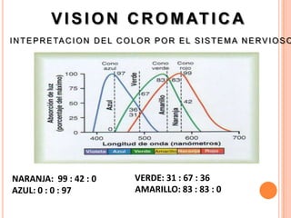 V I S I O N C R O M AT I C A
I N T E P R E TA C I O N D E L C O L O R P O R E L S I S T E M A N E R V I O S O




NARANJA: 99 : 42 : 0               VERDE: 31 : 67 : 36
AZUL: 0 : 0 : 97                   AMARILLO: 83 : 83 : 0
 