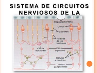SISTEMA DE CIRCUITOS
   NERVIOSOS DE LA
       RETINA
 
