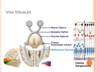 VÍAS VISUALES




                Células
                Ganglionares
 