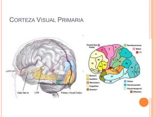 CORTEZA VISUAL PRIMARIA
 