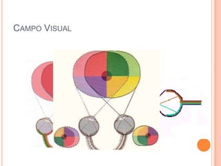 CAMPO VISUAL
 
