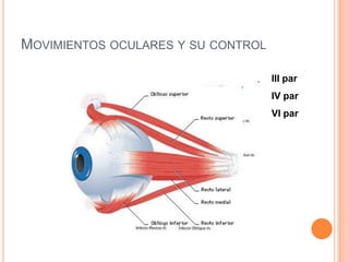 MOVIMIENTOS OCULARES Y SU CONTROL

                                    III par
                                    IV par
                                    VI par
 