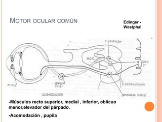 MOTOR OCULAR COMÚN                                     Edinger -
                                                       Westphal




-Músculos recto superior, medial , inferior, oblicuo
menor,elevador del párpado.
-Acomodación , pupila
 