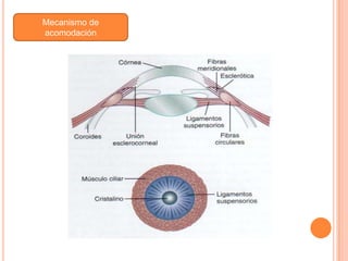 Mecanismo de
acomodación
 