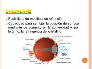 ACOMODACIÓN
 Posibilidad   de modificar su refracción
 Capacidad para cambiar la posición de su foco
  mediante un aumento en la convexidad y, por
  lo tanto, la refringencia del cristalino
 