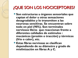 ¿QQUUEE SSOONN LLOOSS NNOOCCIICCEEPPTTOORREESS?? 
Son estructuras u órganos sensoriales que 
captan el dolor u otras sensaciones 
desagradables y lo transmiten a las 
neuronas sensitivas. Se encuentran sobre 
todo en piel (90%). Son terminales 
nerviosos libres que reaccionan frente a 
diferentes calidades de estímulos : 
mecánicos (presión o tracción) y térmicos 
(frio o calor), etc. 
Estas fibras nerviosas se clasifican 
dependiendo de su diámetro y grado de 
mielinización en fibras A y C. 
 