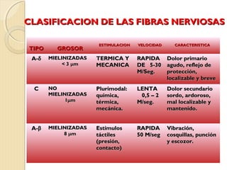 CLASIFICACION DE LLAASS FFIIBBRRAASS NNEERRVVIIOOSSAASS 
TTIIPPOO GGRROOSSOORR EESSTTIIMMUULLAACCIIOONN VVEELLOOCCIIDDAADD CCAARRAACCTTEERRIISSTTIICCAA 
AA--δδ MMIIEELLIINNIIZZAADDAASS 
<< 33 μμmm 
TTEERRMMIICCAA YY 
MMEECCAANNIICCAA 
RRAAPPIIDDAA 
DDEE 55--3300 
MM//SSeegg.. 
DDoolloorr pprriimmaarriioo 
aagguuddoo,, rreefflleejjoo ddee 
pprrootteecccciióónn,, 
llooccaalliizzaabbllee yy bbrreevvee 
CC NNOO 
MMIIEELLIINNIIZZAADDAASS 
11μμmm 
PPlluurriimmooddaall:: 
qquuíímmiiccaa,, 
ttéérrmmiiccaa,, 
mmeeccáánniiccaa.. 
LLEENNTTAA 
00,,55 –– 22 
MM//sseegg.. 
DDoolloorr sseeccuunnddaarriioo 
ssoorrddoo,, aarrddoorroossoo,, 
mmaall llooccaalliizzaabbllee yy 
mmaanntteenniiddoo.. 
AA--ββ MMIIEELLIINNIIZZAADDAASS 
88 μμmm 
EEssttíímmuullooss 
ttááccttiilleess 
((pprreessiióónn,, 
ccoonnttaaccttoo)) 
RRAAPPIIDDAA 
5500 MM//sseegg 
VViibbrraacciióónn,, 
ccoossqquuiillllaass,, ppuunncciióónn 
yy eessccoozzoorr.. 
 