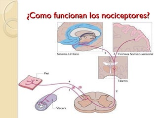 ¿CCoommoo ffuunncciioonnaann llooss nnoocciicceeppttoorreess?? 
 