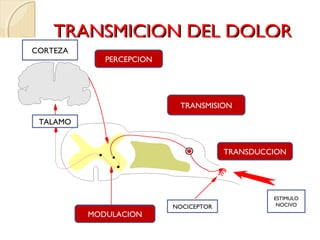 TTRRAANNSSMMIICCIIOONN DDEELL DDOOLLOORR 
ESTIMULO 
TRANSMISION 
NOCICEPTOR NOCIVO 
CORTEZA 
TALAMO 
TRANSDUCCION 
PERCEPCION 
MODULACION 
 
