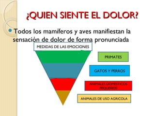 ¿QQUUIIEENN SSIIEENNTTEE EELL DDOOLLOORR?? 
Todos los mamíferos y aves manifiestan la 
sensación de dolor de forma pronunciada 
MEDIDAS DE LAS EMOCIONES 
PRIMATES 
GATOS Y PERROS 
ANIMALES DOMESTICOS 
PEQUEÑOS 
ANIMALES DE USO AGRICOLA 
 