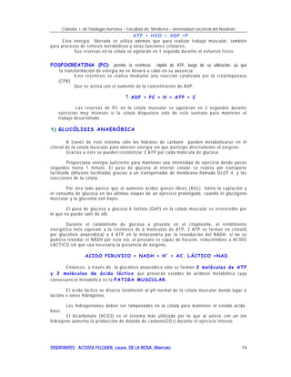 Cátedra I de Fisiología Humana – Facultad de Medicina – Universidad nacional del Nordeste
DISERTANTES: ACOSTA FELQUER, Laura, DE LA ROSA, MarceloDISERTANTES: ACOSTA FELQUER, Laura, DE LA ROSA, MarceloDISERTANTES: ACOSTA FELQUER, Laura, DE LA ROSA, MarceloDISERTANTES: ACOSTA FELQUER, Laura, DE LA ROSA, Marcelo 14
ATP + H2O = ADP +P
Esta energía liberada se utiliza además que para realizar trabajo muscular, también
para procesos de síntesis metabólicos y otras funciones celulares.
Sus reservas en la célula se agotarán en 1 segundo durante el esfuerzo físico.
FOSFOCREATINA (PC): permite la resíntesis rápida de ATP, luego de su utilización, ya que
la transformación de energía no se llevará a cabo en su ausencia.
Esta resíntesis se realiza mediante una reacción catalizada por la creatinquinasa
(CPK)
Que se activa con el aumento de la concentración de ADP
↑↑↑↑ ADP + PC + H = ATP + C
Las reservas de PC en la célula muscular se agotarían en 2 segundos durante
ejercicios muy intensos si la célula dispusiera solo de este sustrato para mantener el
trabajo desarrollado.
1)1)1)1) GLUCÓLISIS ANAERÓBICA
A través de este sistema sólo los hidratos de carbono pueden metabolizarse en el
citosol de la célula muscular para obtener energía sin que participe directamente el oxígeno.
Gracias a éste se pueden resintetizar 2 ATP por cada molécula de glucosa.
Proporciona energía suficiente para mantener una intensidad de ejercicio desde pocos
segundos hasta 1 minuto. El paso de glucosa al interior celular se realiza por transporte
facilitado (difusión facilitada) gracias a un transportador de membrana llamado GLUT 4, y las
reacciones de la célula.
Por otro lado parece que el aumento ácidos grasos libres (AGL) limita la captación y
el consumo de glucosa en las últimas etapas de un ejercicio prolongado, cuando el glucógeno
muscular y la glucemia son bajos.
El paso de glucosa a glucosa 6 fosfato (G6P) en la célula muscular es irreversible por
lo que no puede salir de allí.
Durante el catabolismo de glucosa a piruvato en el citoplasma, el rendimiento
energético neto equivale a la resíntesis de 6 moléculas de ATP, 2 ATP se forman en citosol(
por glucólisis anaeróbica) y 4 ATP en la mitocondria por la reoxidación del NADH, si no se
pudiera reoxidar el NADH por esta vía, el piruvato es capaz de hacerlo, reduciéndose a ACIDO
LÁCTICO sin que sea necesaria la presencia de oxígeno.
ACIDO PIRUVICO + NADH + H+
= AC. LÁCTICO +NAD
Entonces, a través de la glucólisis anaeróbica sólo se forman 2 moléculas de ATP
y 2 moléculas de ácido láctico que provocan estados de acidosis metabólica cuya
consecuencia metabólica es la FATIGA MUSCULAR.
El ácido láctico se disocia totalmente al pH normal de la célula muscular dando lugar a
lactato e iones hidrógenos.
Los hidrogeniones deben ser tamponados en la célula para mantener el estado ácido-
base.
El bicarbonato (HCO3) es el sistema más utilizado por lo que al unirse con un ion
hidrógeno aumenta la producción de dióxido de carbono(CO2 ) durante el ejercicio intenso.
 