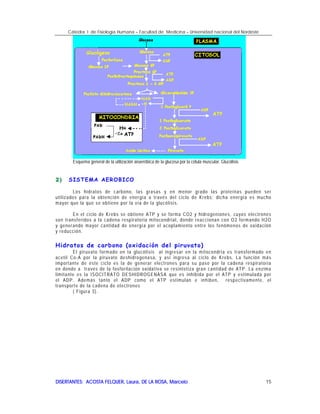 Cátedra I de Fisiología Humana – Facultad de Medicina – Universidad nacional del Nordeste
DISERTANTES: ACOSTA FELQUER, Laura, DE LA ROSA, MarceloDISERTANTES: ACOSTA FELQUER, Laura, DE LA ROSA, MarceloDISERTANTES: ACOSTA FELQUER, Laura, DE LA ROSA, MarceloDISERTANTES: ACOSTA FELQUER, Laura, DE LA ROSA, Marcelo 15
Esquema general de la utilización anaeróbica de la glucosa por la célula muscular. Glucólisis
2)2)2)2) SISTEMA AEROBICO
Los hidratos de carbono, las grasas y en menor grado las proteínas pueden ser
utilizados para la obtención de energía a través del ciclo de Krebs; dicha energía es mucho
mayor que la que se obtiene por la vía de la glucólisis.
En el ciclo de Krebs se obtiene ATP y se forma CO2 y hidrogeniones, cuyos electrones
son transferidos a la cadena respiratoria mitocondrial, donde reaccionan con O2 formando H2O
y generando mayor cantidad de energía por el acoplamiento entre los fenómenos de oxidación
y reducción.
Hidratos de carbono (oxidación del piruvato)
El piruvato formado en la glucólisis al ingresar en la mitocondria es transformado en
acetil Co-A por la piruvato deshidrogenasa, y así ingresa al ciclo de Krebs. La función más
importante de éste ciclo es la de generar electrones para su paso por la cadena respiratoria
en donde a través de la fosforilación oxidativa se resintetiza gran cantidad de ATP. La enzima
limitante es la ISOCITRATO DESHIDROGENASA que es inhibida por el ATP y estimulada por
el ADP. Además tanto el ADP como el ATP estimulan e inhiben, respectivamente, el
transporte de la cadena de electrones
( Figura 3).
 