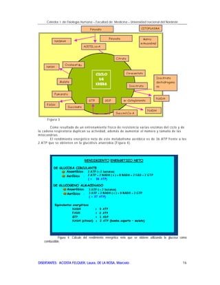 Cátedra I de Fisiología Humana – Facultad de Medicina – Universidad nacional del Nordeste
DISERTANTES: ACOSTA FELQUER, Laura, DE LA ROSA, MarceloDISERTANTES: ACOSTA FELQUER, Laura, DE LA ROSA, MarceloDISERTANTES: ACOSTA FELQUER, Laura, DE LA ROSA, MarceloDISERTANTES: ACOSTA FELQUER, Laura, DE LA ROSA, Marcelo 16
Figura 3
Como resultado de un entrenamiento físico de resistencia varias enzimas del ciclo y de
la cadena respiratoria duplican su actividad, además de aumentar el número y tamaño de las
mitocondrias.
El rendimiento energético neto de este metabolismo aeróbico es de 36 ATP frente a los
2 ATP que se obtienen en la glucólisis anaerobia.(Figura 4).
Figura 4. Cálculo del rendimiento energético neto que se obtiene utilizando la glucosa como
combustible.
 