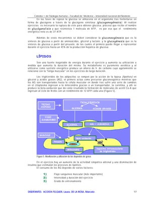 Cátedra I de Fisiología Humana – Facultad de Medicina – Universidad nacional del Nordeste
DISERTANTES: ACOSTA FELQUER, Laura, DE LA ROSA, MarceloDISERTANTES: ACOSTA FELQUER, Laura, DE LA ROSA, MarceloDISERTANTES: ACOSTA FELQUER, Laura, DE LA ROSA, MarceloDISERTANTES: ACOSTA FELQUER, Laura, DE LA ROSA, Marcelo 17
En las fases de reposo la glucosa se almacena en el organismo tras fosforilarse en
forma de glucógeno a través de la glucógeno sintetasa (glucogenogénesis). Al realizar
ejercicios es necesario la ruptura de este para obtener glucosa, proceso que recibe el nombre
de glucógenolisis y que resintetiza 1 molécula de ATP, es por eso que el rendimiento
energético neto es de 37 ATP.
Además de estos mecanismos se deben considerar la gluconeogénesis que es la
síntesis de glucosa a partir de aminoácidos, glicerol y lactato; y la glucogénesis que es la
síntesis de glucosa a partir del piruvato, de los cuales el primero puede llegar a representar
durante el ejercicio hasta un 45% de la producción hepática de glucosa.
LÍPIDOS
Son una fuente inagotable de energía durante el ejercicio y aumenta su utilización a
medida que aumenta la duración del mismo. Su metabolismo es puramente aeróbico y al
utilizarse como sustrato energético produce un ahorro de h. de carbono cuyo agotamiento se
relaciona con la “fatiga muscular” en los ejercicios de larga duración.
Los triglicéridos de los adipocitos se rompen por la acción de la lipasa (lipólisis) en
glicerol y ácidos grasos (AG), el primero actúa como precursor gluconeogénico mientras que
los AG son transportados hasta la célula muscular en donde tras sufrir una serie de cambios
en el citoplasma ingresan a la mitocondria gracias a un transportador, la carnitina, y allí se
produce la beta-oxidación que da como resultado la formación de moléculas de acetil Co-A que
ingresan al ciclo de Krebs con un rendimiento de 12 ATP cada una.(Figura 5).
Figura 5. Movilización y utilización de los depósitos de grasa.
En el ejercicio hay un aumento de la actividad simpática adrenal y una disminución de
insulina que estimulan los procesos de lipólisis.
El consumo de los AG depende de varios factores:
1)1)1)1) Flujo sanguíneo muscular (más importante)
2)2)2)2) Intensidad y duración del ejercicio
3)3)3)3) Grado de entrenamiento
 