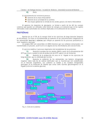 Cátedra I de Fisiología Humana – Facultad de Medicina – Universidad nacional del Nordeste
DISERTANTES: ACOSTA FELQUER, Laura, DE LA ROSA, MarceloDISERTANTES: ACOSTA FELQUER, Laura, DE LA ROSA, MarceloDISERTANTES: ACOSTA FELQUER, Laura, DE LA ROSA, MarceloDISERTANTES: ACOSTA FELQUER, Laura, DE LA ROSA, Marcelo 18
4)4)4)4) Dieta
El entrenamiento de resistencia provoca:
Aumento de la masa mitocondrial.
Aumento de la actividad de la carnitina.
Una mejora global de la entrada de los ácidos grasos a la matriz mitocondrial.
Al agotarse los depósitos de glucógeno, se forman a partir de los AG los cuerpos
cetónicos que pueden ser utilizados como fuente de energía y se demostró que en los sujetos
entrenados están aumentadas las enzimas implicadas en la utilización de las cetonas.
PROTEÍNAS
Aportan de un 4-15% de la energía total en los ejercicios de larga duración (mayores
de 60 minutos). En éstos se ha demostrado un aumento en las concentraciones sanguíneas de
los aminoácidos leucina y alanina que reflejan un aumento de los procesos proteolíticos a
nivel hepático y muscular.
Los grupos NH2 son convertidos en UREA mientras que sus carbonos estructurales son
transformados en piruvato, acetil Co-A o en algunos de los intermediarios del ciclo de Krebs.
El ejercicio modifica 3 procesos importantes del metabolismo de las proteínas:
1)1)1)1) Aumenta la producción de amonio (NH4) a partir de la desaminación del
ATP que ocurre cuando la tasa de producción del ATP supera a la de formación.
2)2)2)2) Aumento de la producción de urea en el hígado en los ejercicios de
larga duración, que es eliminada por la orina.
3)3)3)3) Aumenta la oxidación de los aminoácidos con balance nitrogenado
negativo, sobre todo los de cadena ramificada ( por ej. leucina) que son catabolizados
en el músculo esquelético, sus carbonos se oxidan y los residuos nitrogenados
participan en la formación de alanina que actúa como sustrato gluconeogénico en el
hígado (ciclo de la alanina-glucosa).
Fig. 6- Ciclo de la alanina
 