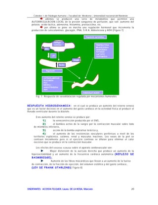 Cátedra I de Fisiología Humana – Facultad de Medicina – Universidad nacional del Nordeste
DISERTANTES: ACOSTA FELQUER, Laura, DE LA ROSA, MarceloDISERTANTES: ACOSTA FELQUER, Laura, DE LA ROSA, MarceloDISERTANTES: ACOSTA FELQUER, Laura, DE LA ROSA, MarceloDISERTANTES: ACOSTA FELQUER, Laura, DE LA ROSA, Marcelo 20
además se producen una serie de metabolitos que permiten una
AUTORREGULACION LOCAL de la presión sanguínea de perfusión, que son: aumento del
potasio, ácido láctico, adenosina, histamina, prostaciclina, etc.
por último se pone en marcha una regulación hormonal que incrementa la
producción de catecolaminas, glucagón, PNA, S.R.A, Aldosterona y ADH.(Figura 7)
Fig. 7. Respuesta de vasodilatación regulada por mecanismos humorales
RESPUESTA HIDRODINAMICA: en el cual se produce un aumento del retorno venoso
que es un factor decisivo en el aumento del gasto cardiaco en la actividad física al producir el
llenado ventricular durante la diástole.
Este aumento del retorno venoso se produce por:
1)1)1)1) la venoconstricción producida por el SNS,
2)2)2)2) el bombeo activo de la sangre por la contracción muscular sobre todo
de miembros inferiores,
3)3)3)3) acción de la bomba aspirativa torácica y,
4)4)4)4) el aumento de las resistencias vasculares periféricas a nivel de los
territorios esplácnico, cutáneo, renal y músculos inactivos. Los vasos de la piel se
contraen inicialmente pero si el ejercicio continúa se dilatan para eliminar el calor
excesivo que se produce en la contracción muscular.
Los efectos del retorno venoso sobre el aparato cardiovascular son:
Mayor distensión de la aurícula derecha que produce un aumento de la
hiperexcitabilidad y un aumento de la frecuencia cardíaca automática (REFLEJO DE
BAIMBRIDGE),
Aumento de las fibras miocárdicas que llevan a un aumento de la fuerza
de contracción, de la fracción de eyección, del volumen sistólico y del gasto cardíaco.
(LEY DE FRANK STARLING)( Figura 8)
 