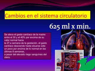 Cambios en el sistema circulatorio
Se eleva el gasto cardíaco de la madre
entre el 30 y el 40% por encima de su
valor normal hacia
la 27.a semana de la gestación, el gasto
cardíaco desciende hasta situarse sólo
un poco por encima de lo normal en las
últimas 8 semanas,
a pesar del elevado riego sanguíneo del
útero.
 