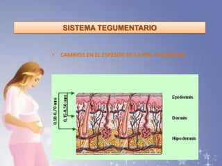 SISTEMA TEGUMENTARIO
• CAMBIOS EN EL ESPESOR DE LA PIEL Y MUCOSAS
 