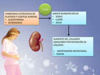 HORMONAS ESTEROIDEAS DE
PLACENTA Y CORTEZA ADRENAL
• ALDOSTERONA
• ESTRÓGENOS
MAYOR REABSORCIÓN DE
• SODIO
• CLORO
• AGUA
↑50%
AUMENTO DEL VOLUMEN
SANGUÍNEO POR RETENCIÓN DE
LÍQUIDOS
• HIPERTENSIÓN GESTACIONAL
• EDEMA
 