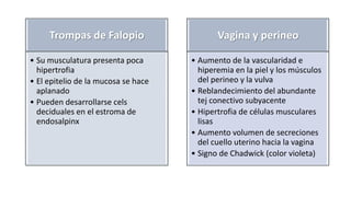 Trompas de Falopio
• Su musculatura presenta poca
hipertrofia
• El epitelio de la mucosa se hace
aplanado
• Pueden desarrollarse cels
deciduales en el estroma de
endosalpinx

Vagina y perineo
• Aumento de la vascularidad e
hiperemia en la piel y los músculos
del perineo y la vulva
• Reblandecimiento del abundante
tej conectivo subyacente
• Hipertrofia de células musculares
lisas
• Aumento volumen de secreciones
del cuello uterino hacia la vagina
• Signo de Chadwick (color violeta)

 
