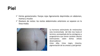 Piel
 Estrías gestacionales: franjas rojas ligeramente deprimidas en abdomen,
mamas y muslos
 Diastasis de rectos: los rectos abdominales anteriores se separan en la
línea media
La hormona estimulante de melanocitos
esta incrementada del 2do mes hasta el
termino; acompañado de los estrógenos y
progesterona que tienen también efectos
estimulantes sobre dichas células
desencadenan:
Línea alba, Línea negra, cloasma,
pigmentación de las areolas y piel genital.

 