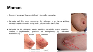 Mamas
 Primeras semanas: Hipersensibilidad y punzadas mamarias
 Después del 2do mes: aumentan del volumen y se hacen visibles
venas y los pezones se tornan grandes, pigmentados y eréctiles
 Después de los primeros meses: calostro (secreción espesa amarilla),
anchas y pigmentadas, glándulas de Montgomery (gl. Sebáceas
hipertróficas)

 