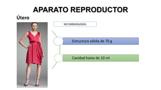 APARATO REPRODUCTOR
Útero
NO EMBARAZADA.

Estructura sólida de 70 g

Cavidad hasta de 10 ml

 