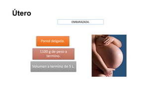 Útero
EMBARAZADA.

Pared delgada.
1100 g de peso a
termino.
Volumen a termino de 5 L.

 