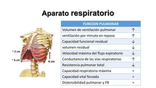 Aparato respiratorio
FUNCION PULMONAR
Volumen de ventilación pulmonar
ventilación por minuto en reposo
Capacidad funcional residual
volumen residual
~ 2 cm

~ 6 cm

4 cm

↑
↑
↓
↓

Velocidad máxima del flujo espiratorio
Conductancia de las vías respiratorias
Resistencia pulmonar total
Capacidad respiratoria máxima
Capacidad vital forzada
Distensibilidad pulmonar y FR

↓
↑
↓
=
=
=

 