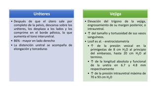 Uréteres

Vejiga

• Después de que el útero sale por
completo de la pelvis, descansa sobre los
uréteres, los desplaza a los lados y los
comprime en el borde pélvico, lo que
aumenta el tono interuretral.
• 86% - mayor en lado derecho
• La distención uretral se acompaña de
elongación y torceduras

• Elevación del trígono de la vejiga,
engrosamiento de su margen posterior, o
intrauretral.
• ↑ del tamaño y tortuosidad de sus vasos
sanguíneos.
• Losif es al. - eretrocistometría
• ↑ de la presión vesical en la
primigestas de 8 cm H2O al principio
del embarazo, hasta 20 cm H2O al
termino.
• ↑ de la longitud absoluta y funcional
de la uretra en 6.7 y 4.8 mm
respectivamente
• ↑ de la presión intrauretral máxima de
70 a 93 cm H2O

 