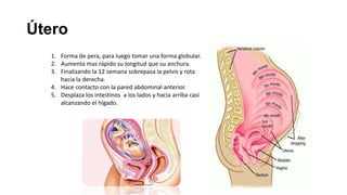 Útero
1. Forma de pera, para luego tomar una forma globular.
2. Aumenta mas rápido su longitud que su anchura.
3. Finalizando la 12 semana sobrepasa la pelvis y rota
hacia la derecha.
4. Hace contacto con la pared abdominal anterior.
5. Desplaza los intestinos a los lados y hacia arriba casi
alcanzando el hígado.

 