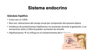 Sistema endocrino
Glándula hipófisis
• Crece casi un 135%
• Rara vez: alteraciones del campo visual por compresión del quiasma óptico
• Incidencia de prolactinomas hipofisarios no aumentan durante la gestación, si se
encuentran antes (>10mm) pueden aumentar de tamaño
• Hipofisectomía  no influye en el mantenimiento del embarazo

 