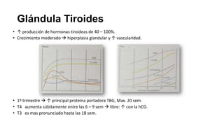 Glándula Tiroides
• ↑ producción de hormonas tiroideas de 40 – 100%.
• Crecimiento moderado  hiperplasia glandular y ↑ vascularidad.

• 1º trimestre  ↑ principal proteína portadora TBG, Max. 20 sem.
• T4 aumenta súbitamente entre las 6 – 9 sem  libre: ↑ con la hCG.
• T3 es mas pronunciado hasta las 18 sem.

 