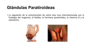 Glándulas Paratiroideas
• La regulación de la concentración de calcio esta muy interrelacionada con la
fisiología del magnesio, el fosfato, la hormona paratiroidea, la vitamina D y la
calcitonína.

 