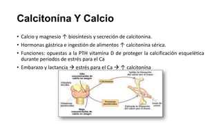 Calcitonína Y Calcio
• Calcio y magnesio ↑ biosíntesis y secreción de calcitonina.
• Hormonas gástrica e ingestión de alimentos ↑ calcitonína sérica.
• Funciones: opuestas a la PTH vitamina D de proteger la calcificación esquelética
durante periodos de estrés para el Ca
• Embarazo y lactancia  estrés para el Ca  ↑ calcitonína

 