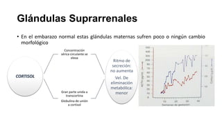Glándulas Suprarrenales
• En el embarazo normal estas glándulas maternas sufren poco o ningún cambio
morfológico
Concentración
sérica circulante se
eleva

CORTISOL

Gran parte unida a
transcortina
Globulina de unión
a cortisol

Ritmo de
secreción:
no aumenta

Vel. De
eliminación
metabólica:
menor

 