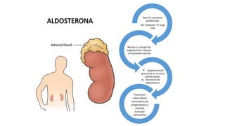 Sem 15: aumenta
producción
3er trimestre  1mg
/día

Renina y sustrato de
angiotensina II tienen
un aumento normal

angiotensina II
que actúa en la zona
glomerulosa
secreción de
aldosterona

Protección
sobre efecto
natriuretico de
progesterona y
péptido
auricular
natriuretico

 