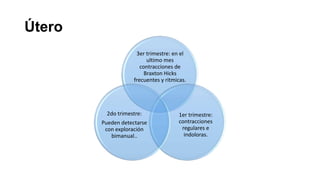 Útero
3er trimestre: en el
ultimo mes
contracciones de
Braxton Hicks
frecuentes y ritmicas.

2do trimestre:
Pueden detectarse
con exploración
bimanual..

1er trimestre:
contracciones
regulares e
indoloras.

 