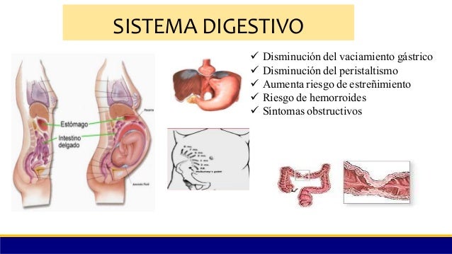 Fisiologia del embarazo 1 Fisiologia del embarazo 1